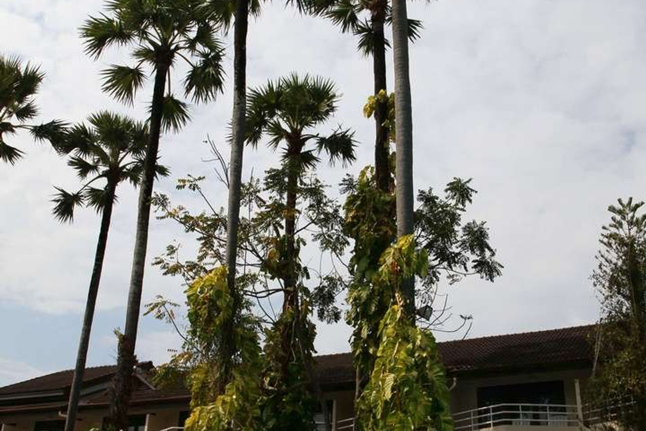 Тайланд 2011 г. Улица, люди, жизнь…