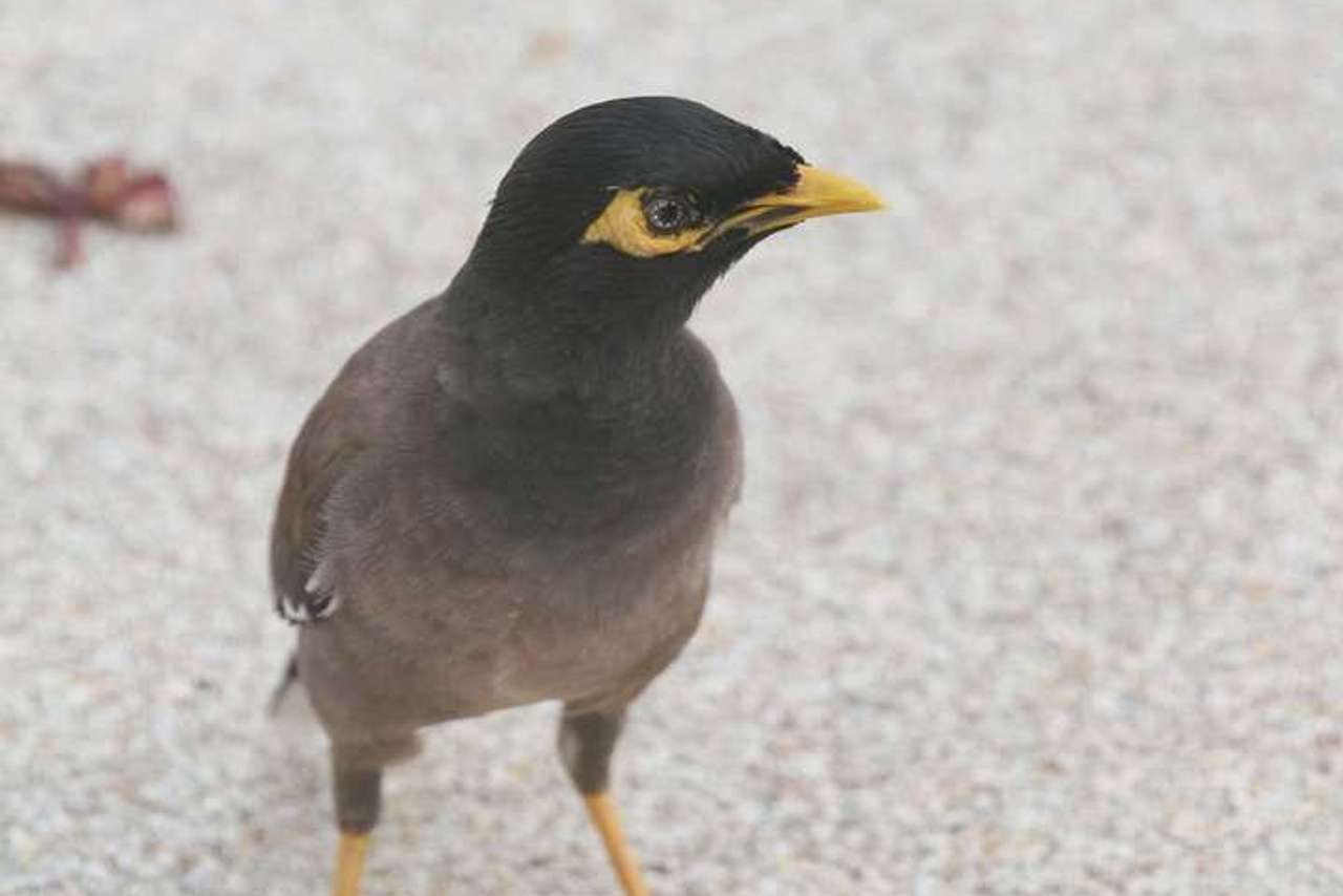 Тайланд 2011 г. Улица, люди, жизнь…