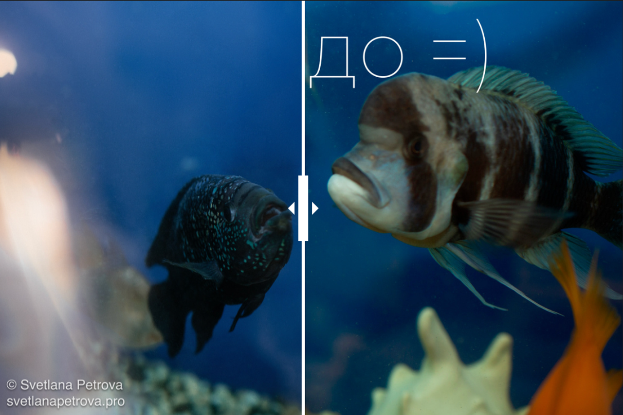 Психология фотографии: как взаимодействие влияет на результат. Фотограф Светлана Петрова