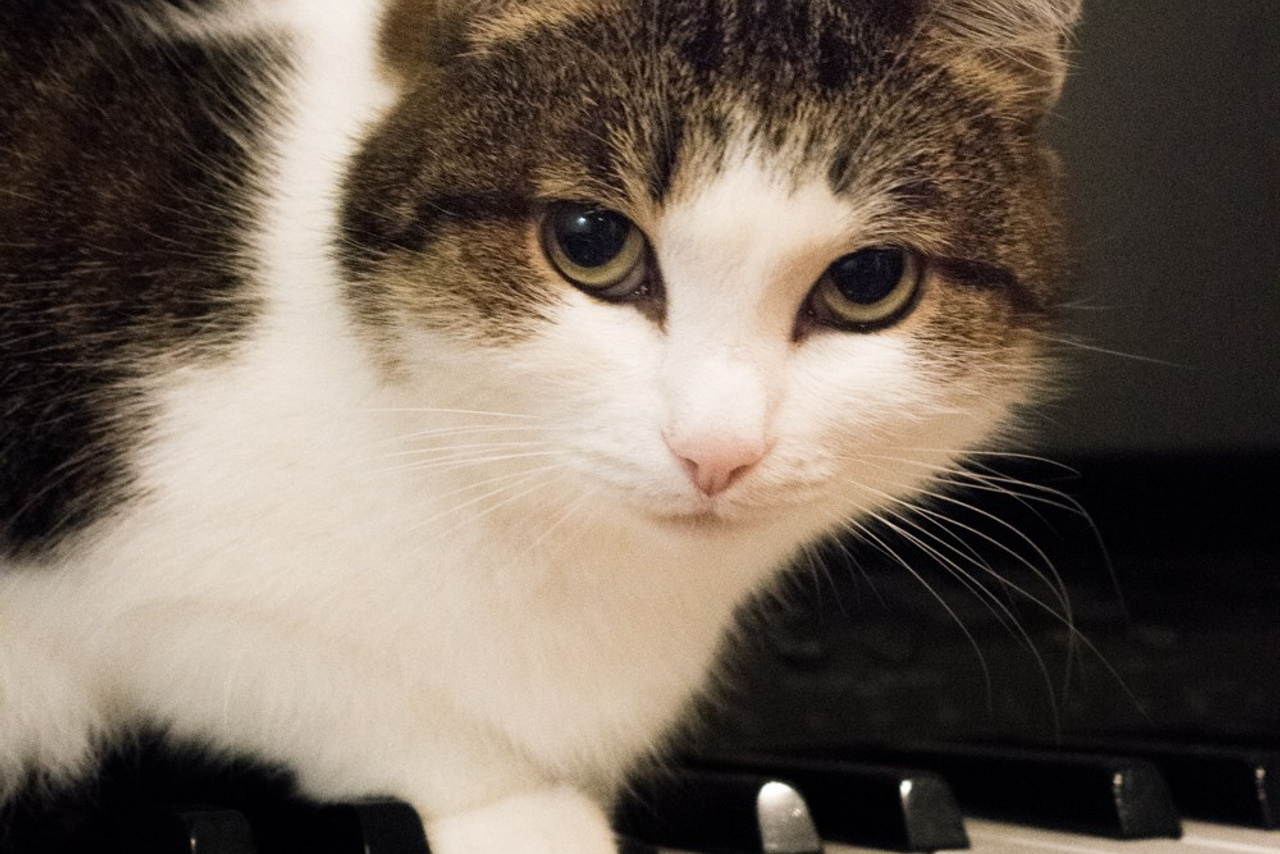 Коты