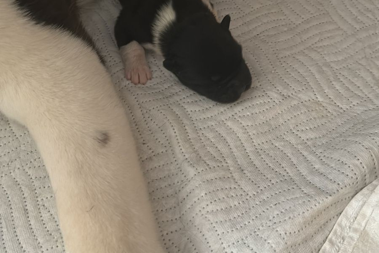 RUBYLIGHT DIAMOND * Даймонд