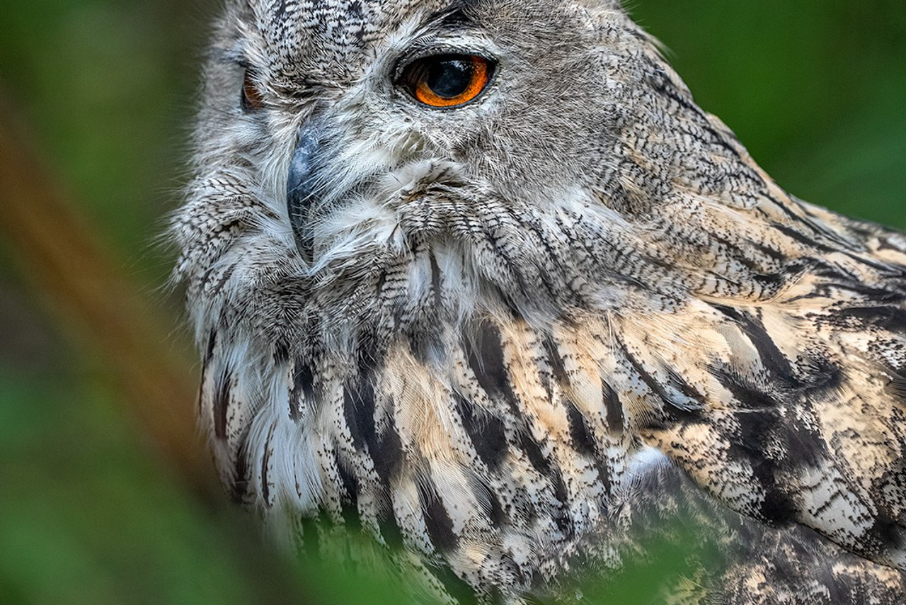 Хищники с Галичьей горы