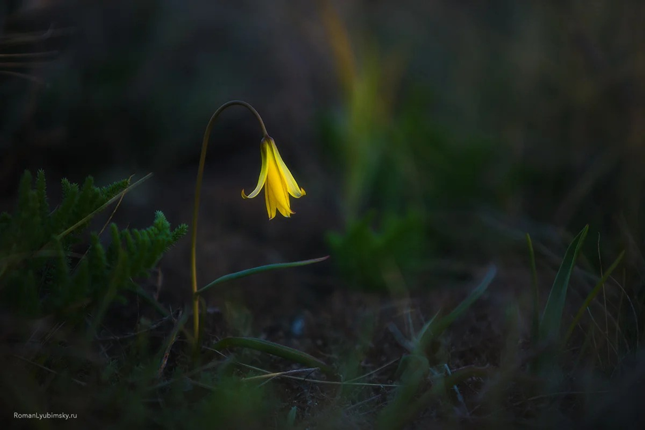 Портфолио. Пейзажный & Timelapse фотограф Роман Любимский