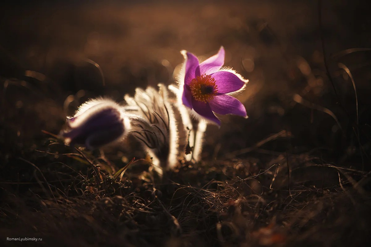 Портфолио. Пейзажный & Timelapse фотограф Роман Любимский