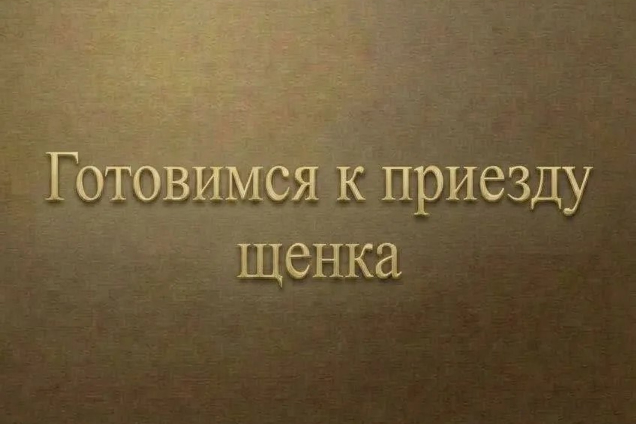 Полезная информация о собаках. ПИТОМНИК СОБАК ПОРОДЫ АМЕРИКАНСКИЙ БУЛЛИ