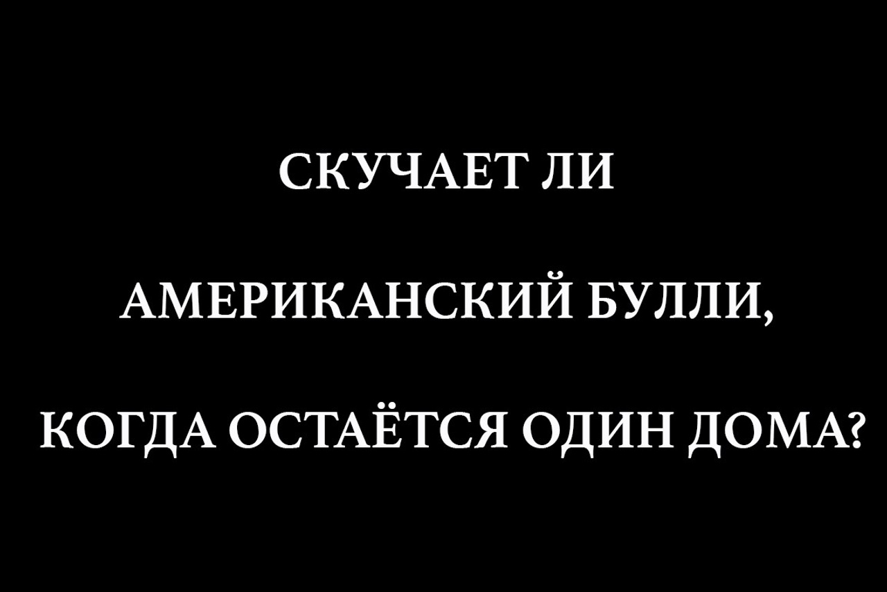 Полезная информация о собаках. ПИТОМНИК СОБАК ПОРОДЫ АМЕРИКАНСКИЙ БУЛЛИ