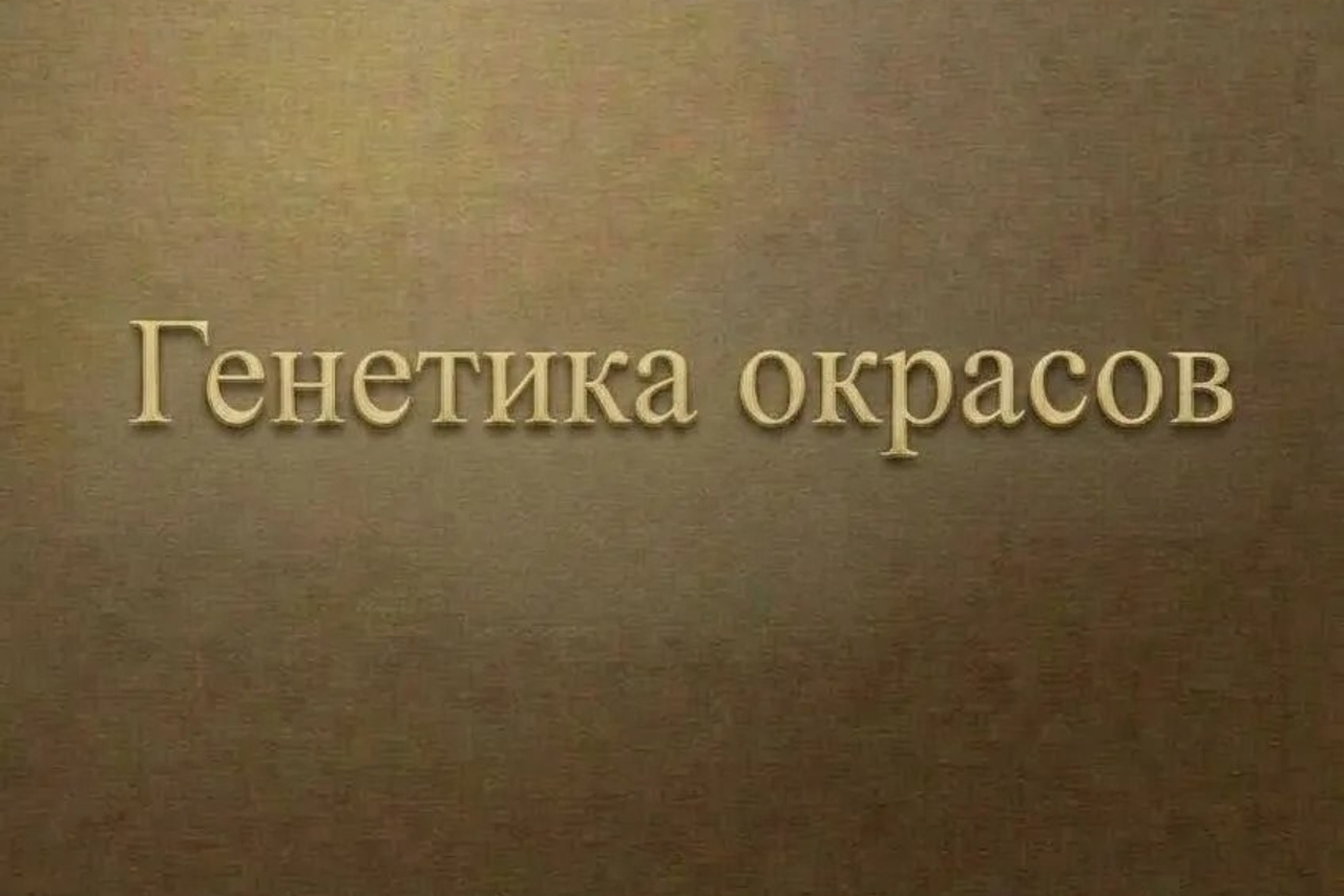 Полезная информация о собаках. ПИТОМНИК СОБАК ПОРОДЫ АМЕРИКАНСКИЙ БУЛЛИ