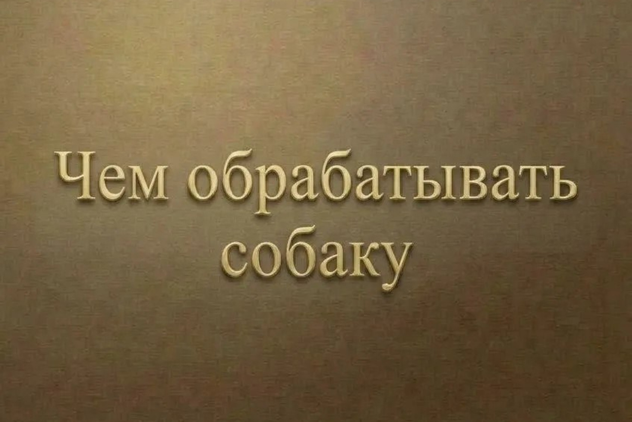 Полезная информация о собаках. ПИТОМНИК СОБАК ПОРОДЫ АМЕРИКАНСКИЙ БУЛЛИ