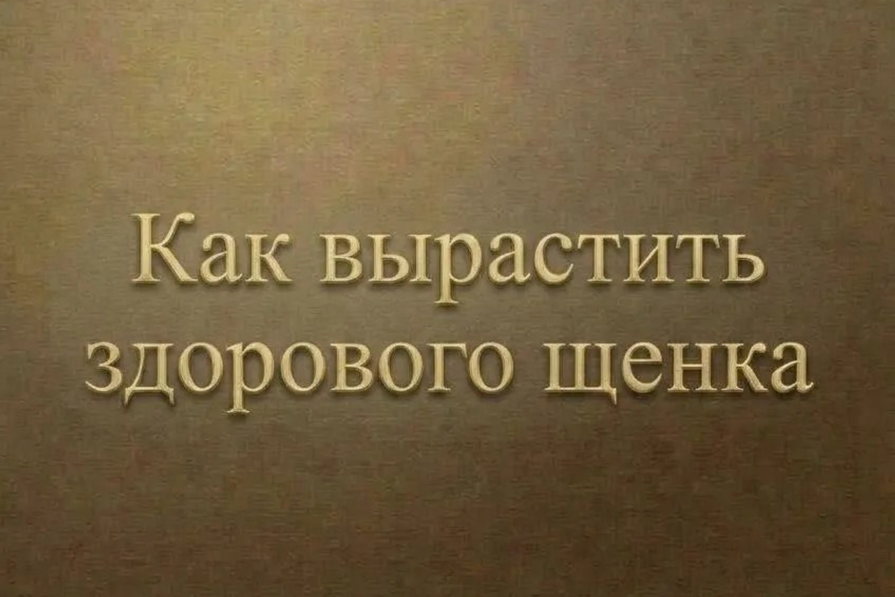Полезная информация о собаках. ПИТОМНИК СОБАК ПОРОДЫ АМЕРИКАНСКИЙ БУЛЛИ