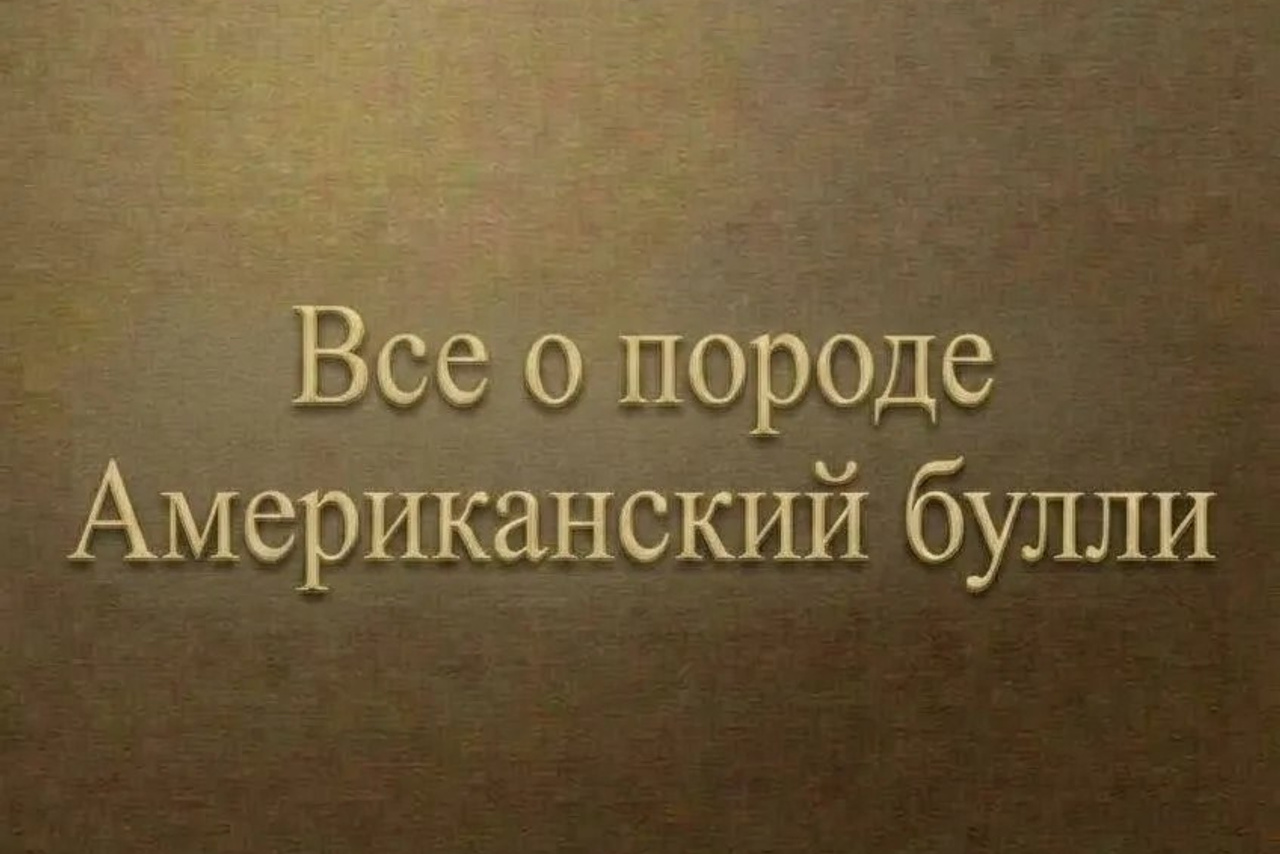 Полезная информация о собаках. ПИТОМНИК СОБАК ПОРОДЫ АМЕРИКАНСКИЙ БУЛЛИ