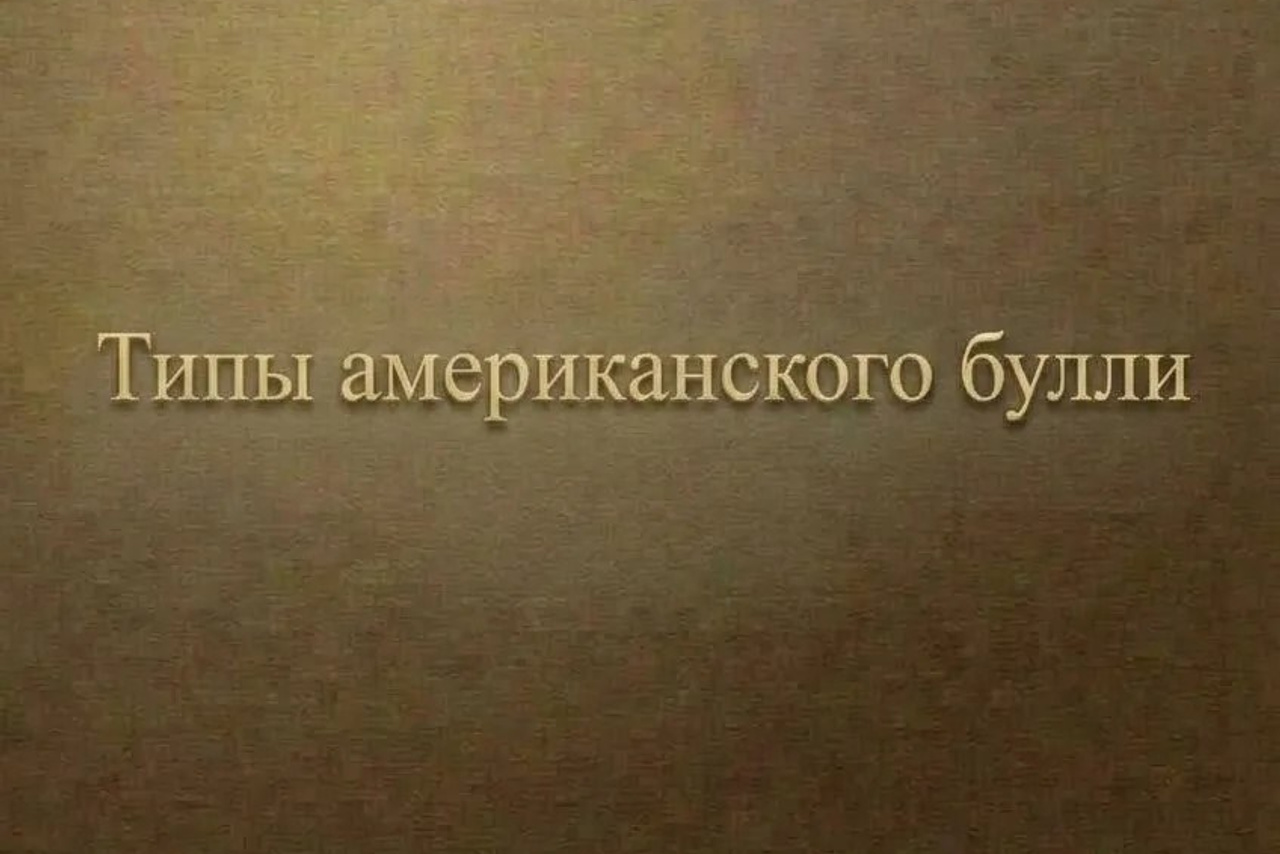 Полезная информация о собаках. ПИТОМНИК СОБАК ПОРОДЫ АМЕРИКАНСКИЙ БУЛЛИ