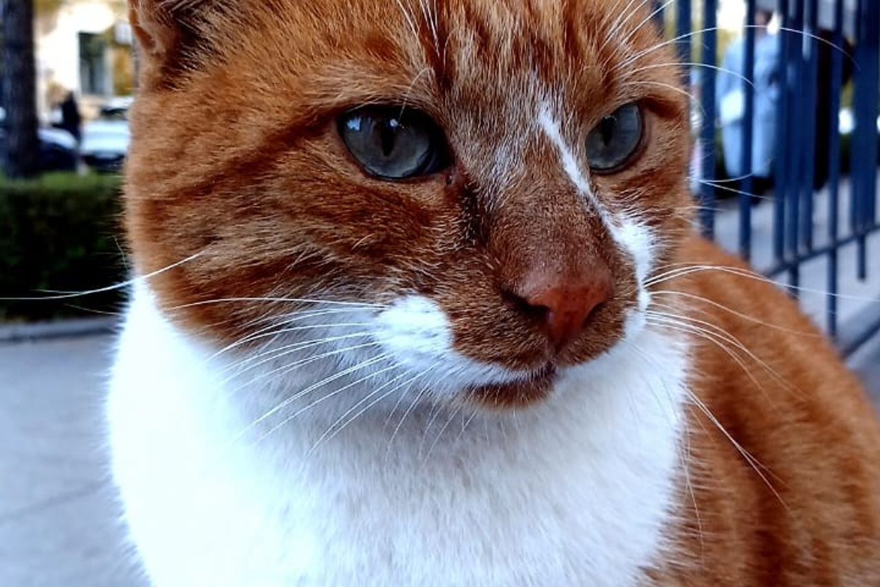 Севастопольские коты в объективе мобильного телефона