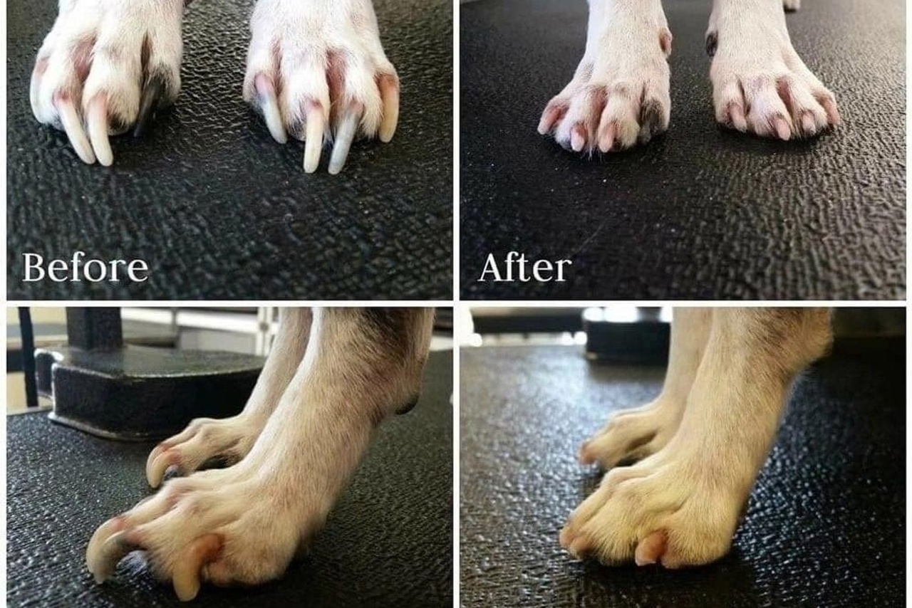 Полезная информация. Американский Булли в г. Ростов-на-Дону. Питомник THE POWER OF SIBERIA