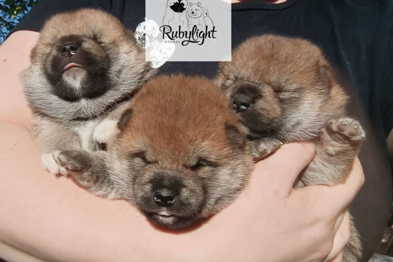 Помет G общее