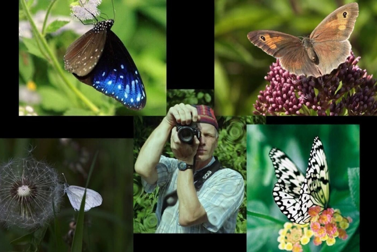 Butterflies slide show