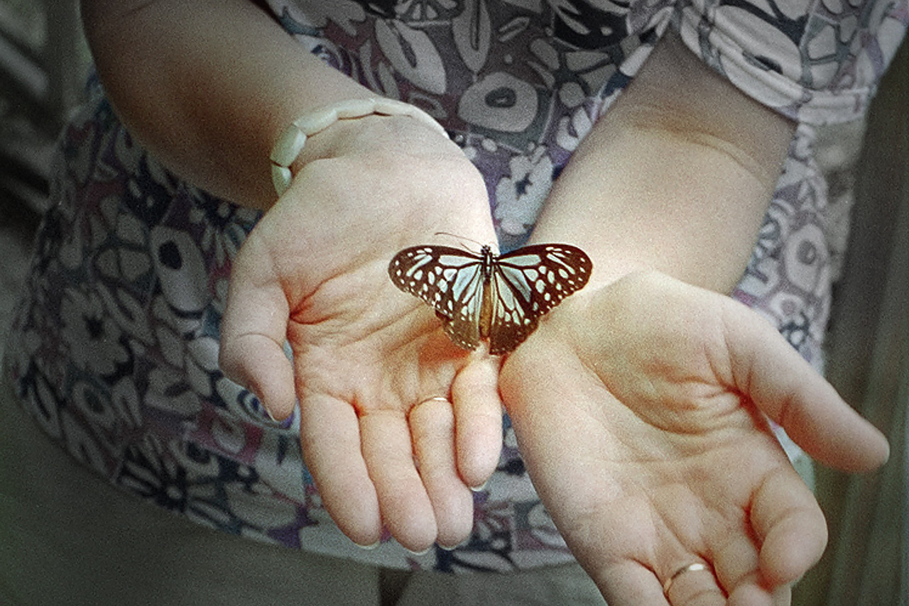 Butterflies