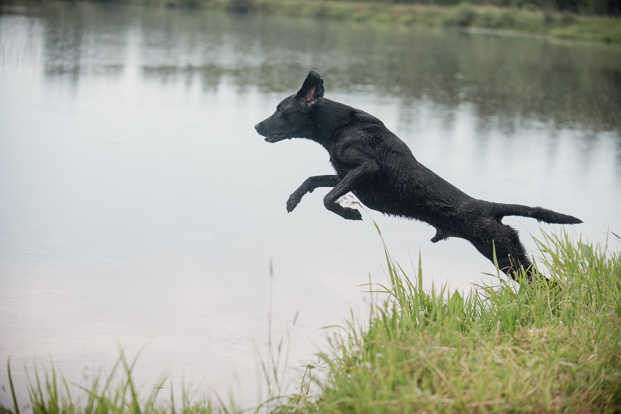 Состязания по розыску и подаче битой дичи, ЯРОС, 18.06.23