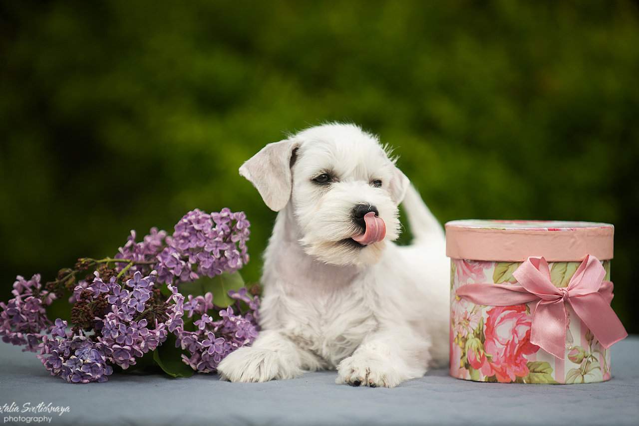 Цвергшнауцер (щенки)