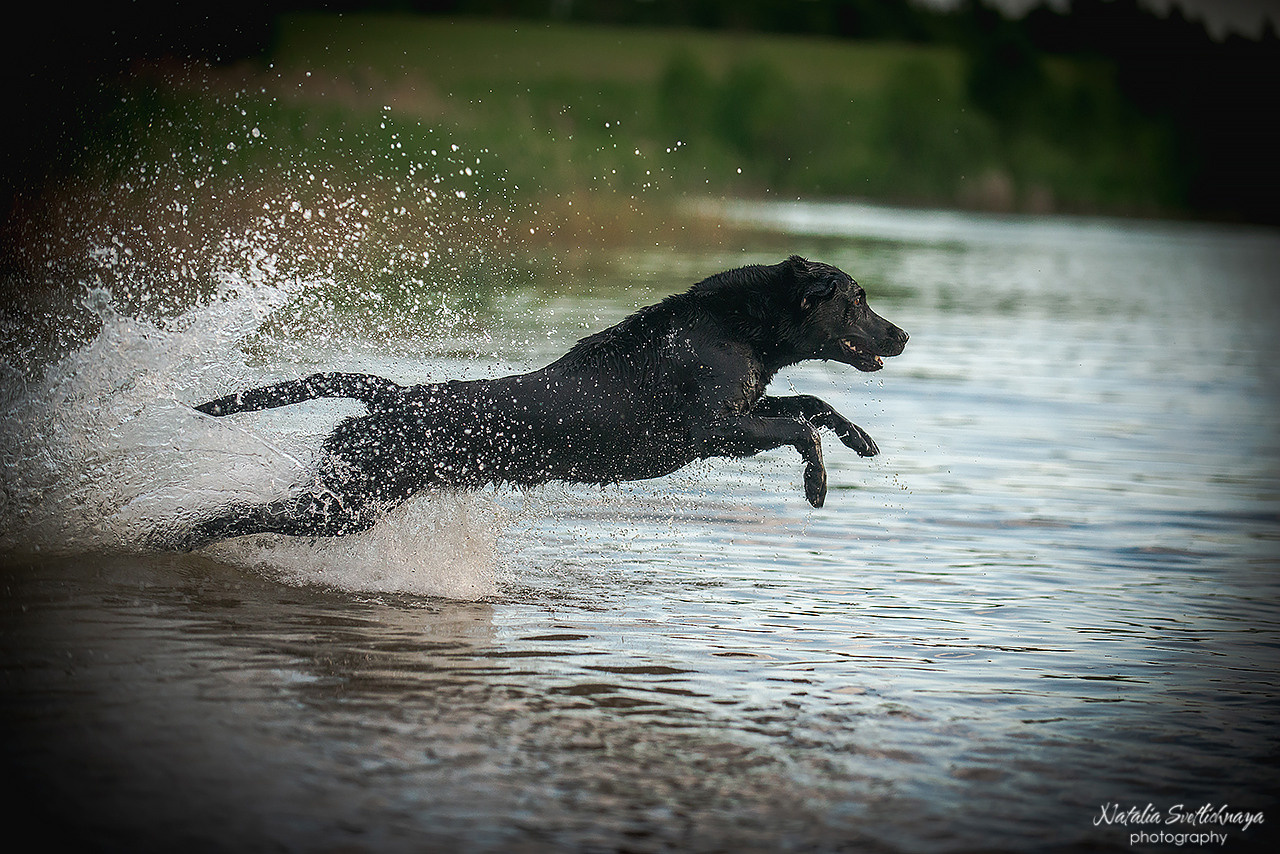 Никольские озера и ретриверы