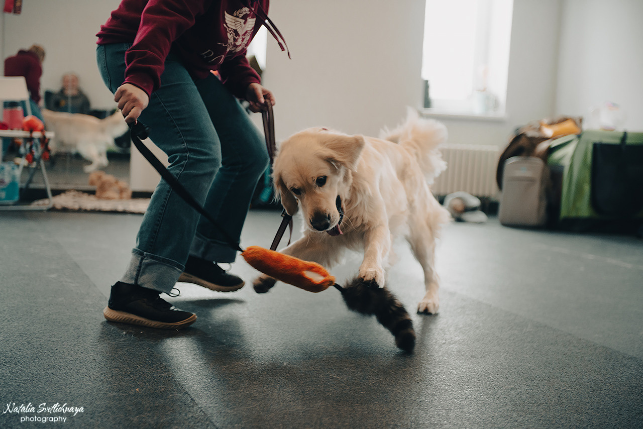 Семинар с Марией Рыбкиной «Игры с собаками» (24.02.2023)