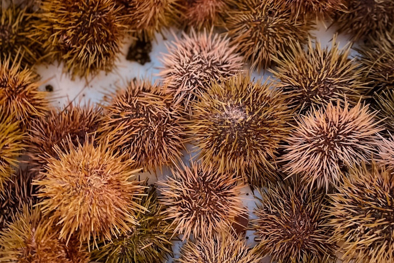 Как удвоить шансы на встречу с китами в Мурманске?