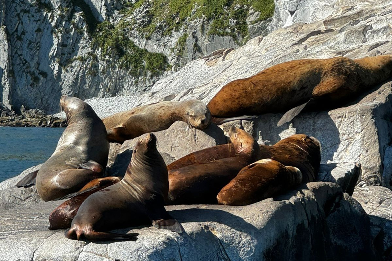 Почему шансы встретить китов на Камчатке выше, чем в Мурманске?