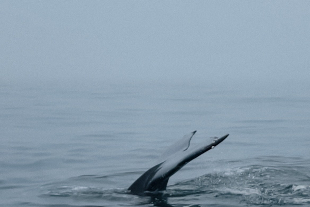 Как удвоить шансы на встречу с китами в Мурманске?