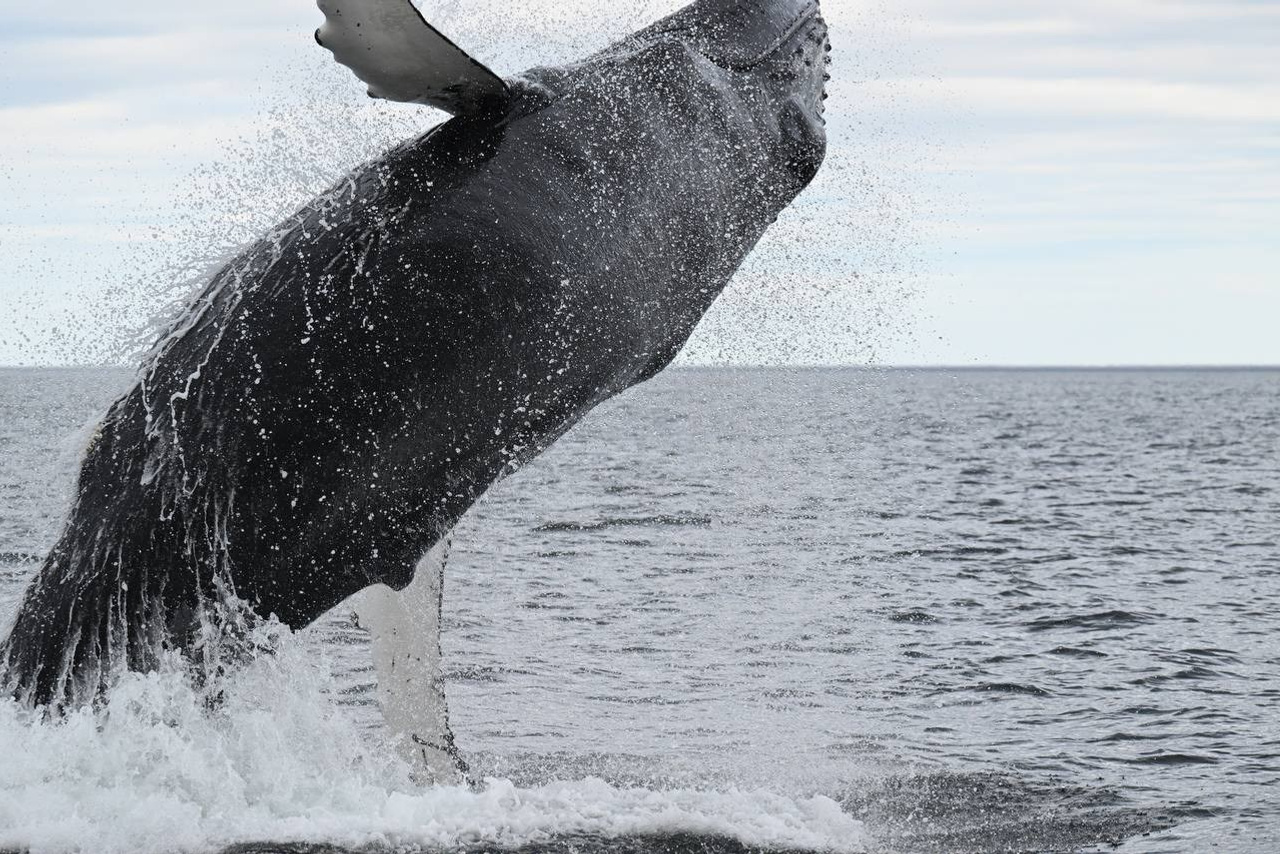 Почему шансы встретить китов на Камчатке выше, чем в Мурманске?