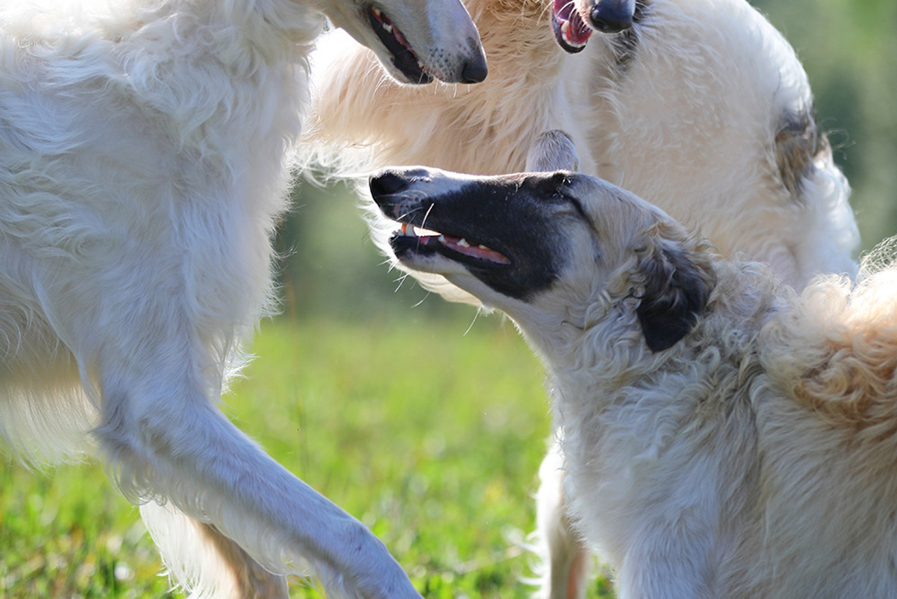 Русская псовая борзая