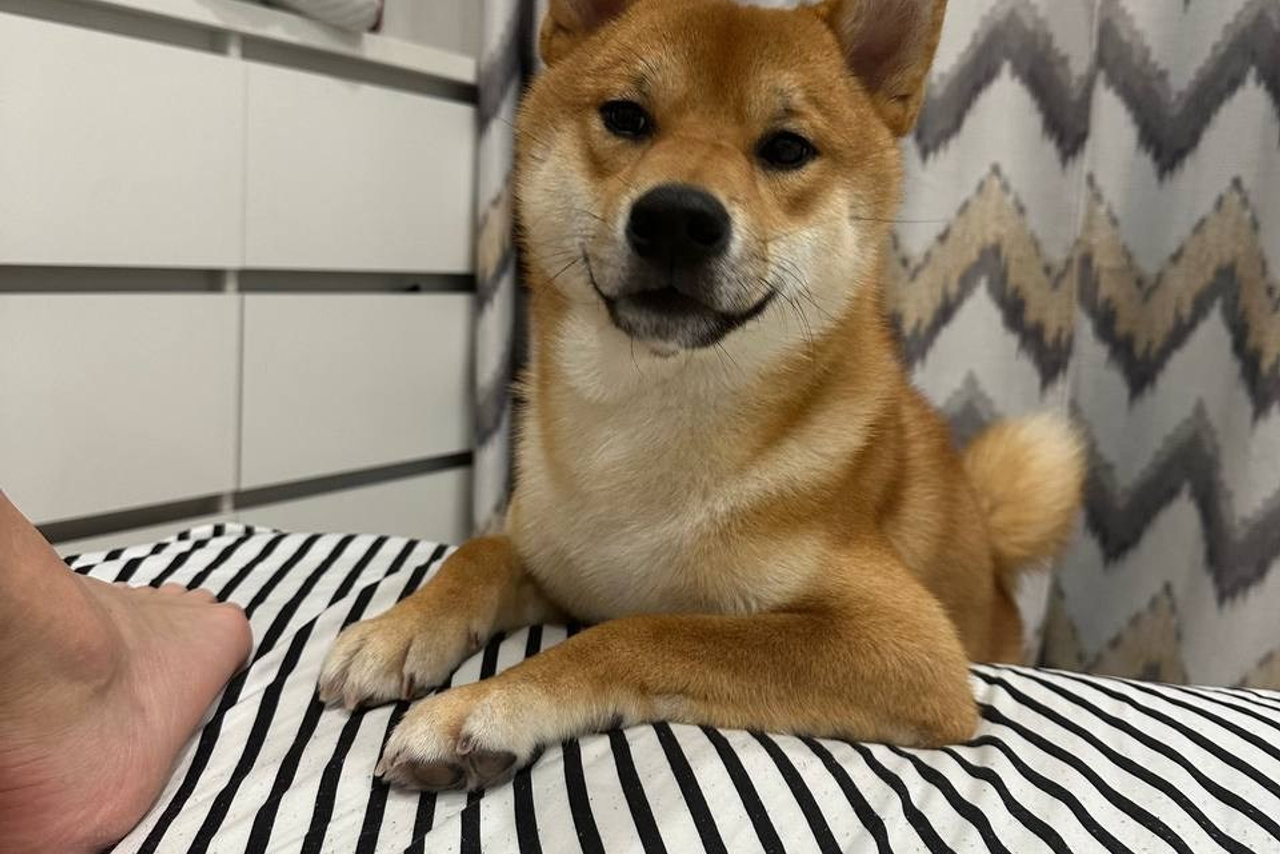 Rubylight Chili pepper