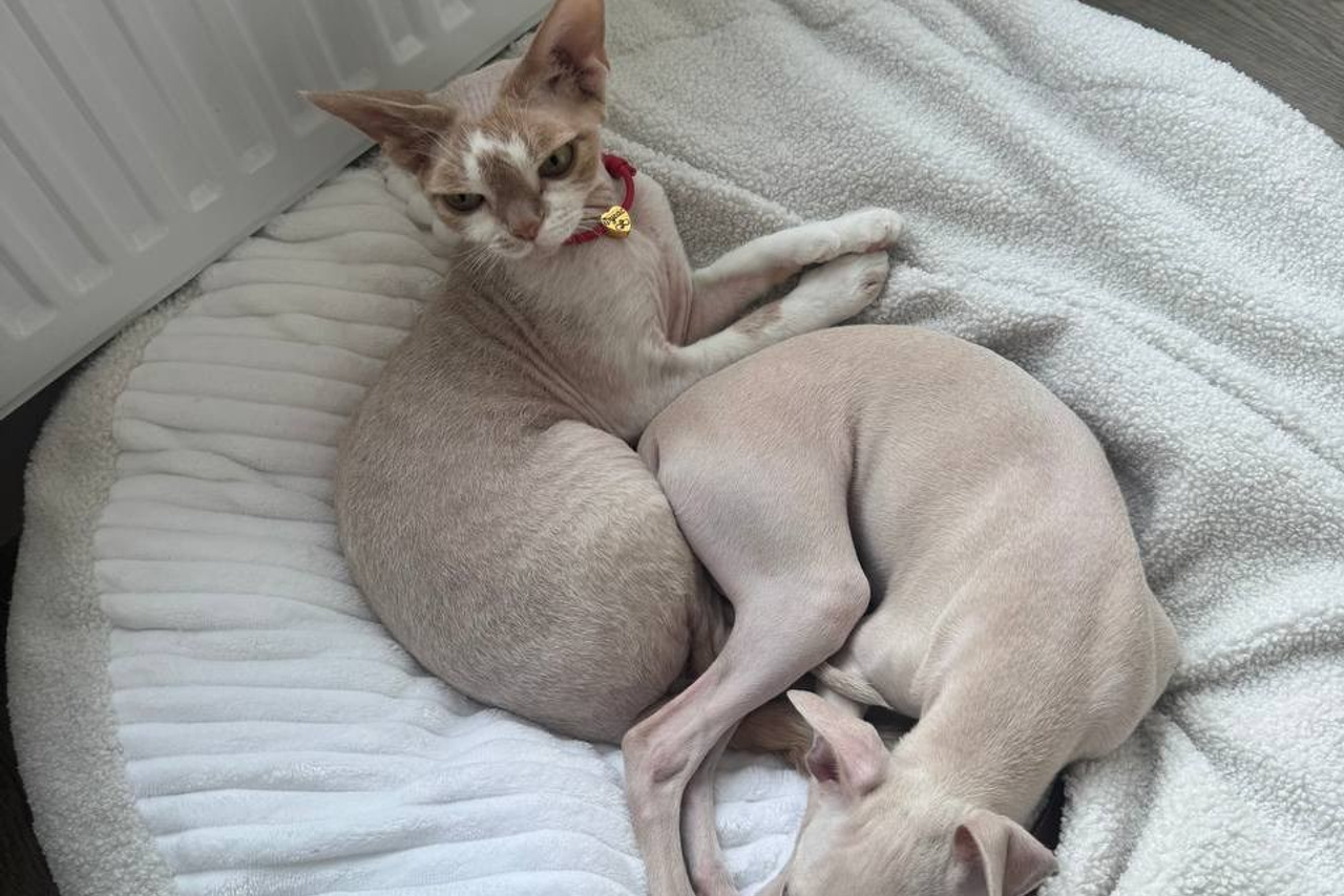 Отель для собак. Professional Italian Greyhound Kennel RKF/FCI ASTI SAPPHIRE 💎 Sochi|St. Petersburg