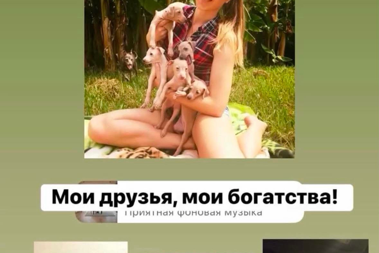 Отель для собак. Professional Italian Greyhound Kennel RKF/FCI ASTI SAPPHIRE 💎 Sochi|St. Petersburg