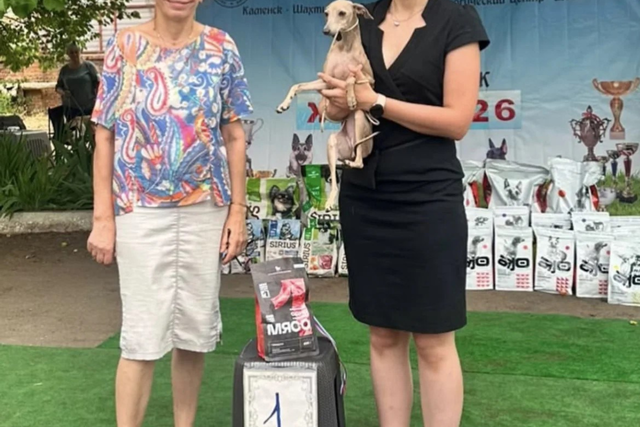Show. Professional Italian Greyhound Kennel RKF/FCI ASTI SAPPHIRE 💎 Sochi|St. Petersburg