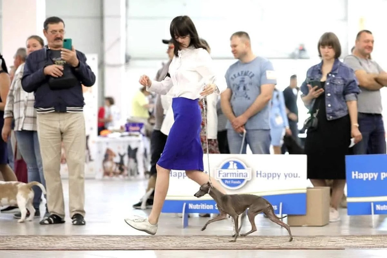 Show. Professional Italian Greyhound Kennel RKF/FCI ASTI SAPPHIRE 💎 Sochi|St. Petersburg