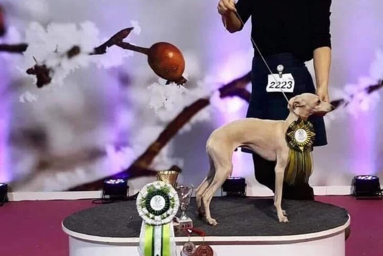 Show. Professional Italian Greyhound Kennel RKF/FCI ASTI SAPPHIRE 💎 Sochi|St. Petersburg