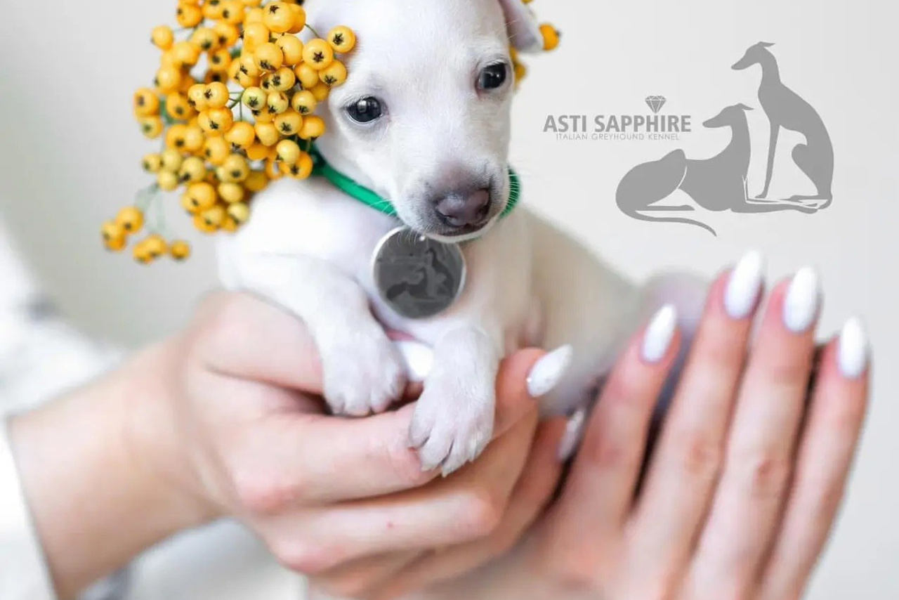 Июльские малыши. Professional Italian Greyhound Kennel RKF/FCI ASTI SAPPHIRE 💎 Sochi|St. Petersburg
