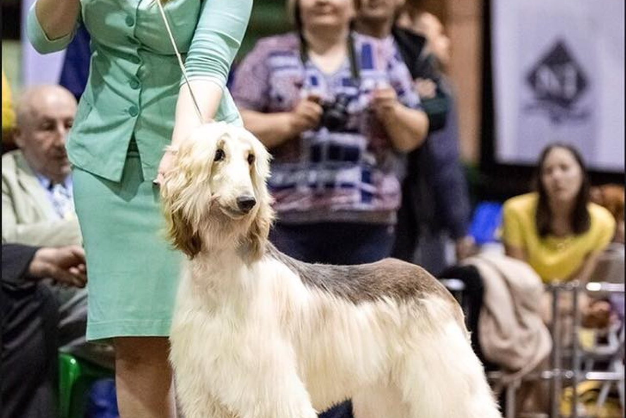 Males. Professional Italian Greyhound Kennel RKF/FCI ASTI SAPPHIRE 💎 Sochi|St. Petersburg