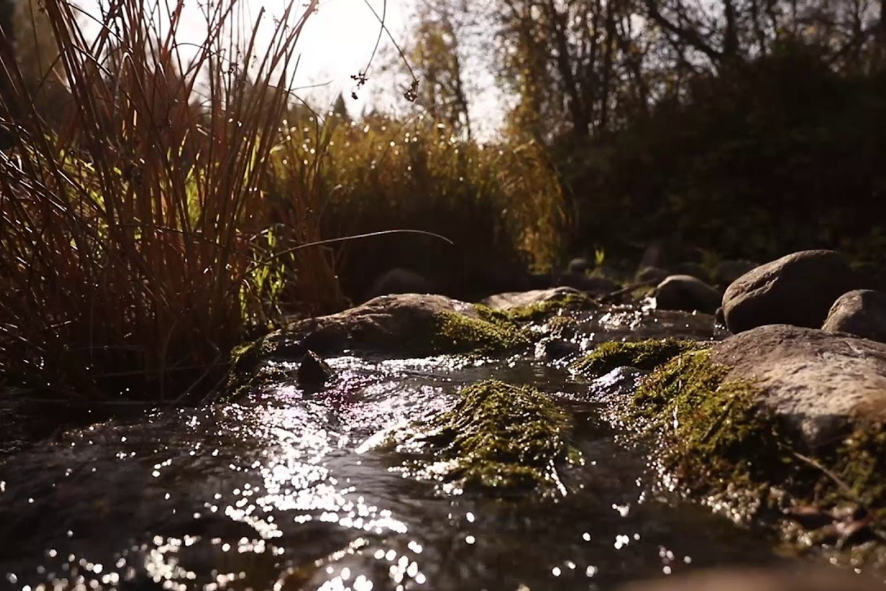 Звуки природы видео