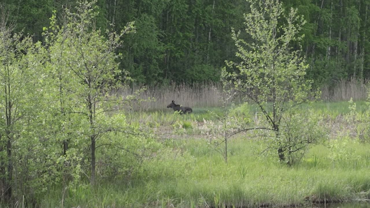 Видео. Владимир Суздалов (ProMaXe) — Портретный фотограф, тематические фотосессии в Чебоксарах