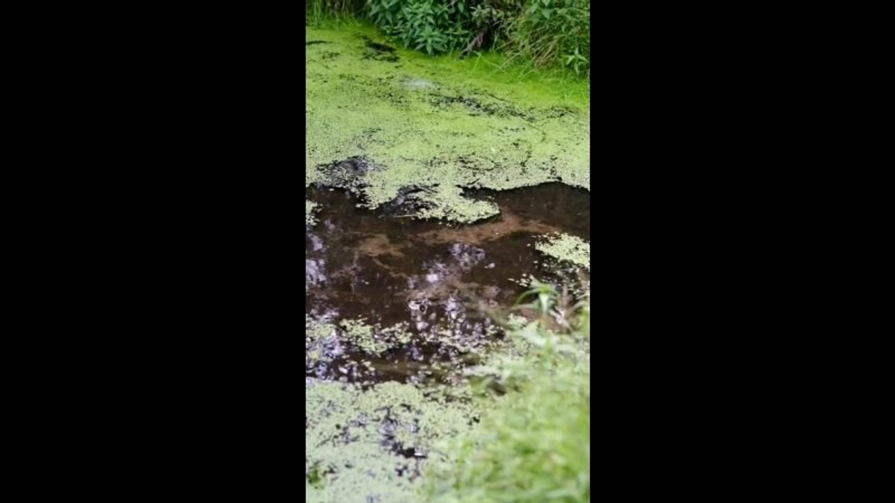 Видеопортреты девушки. Фотограф и видеограф в Тюмени Анна Жагорина, ваши фото еще не отдавали так быстро!