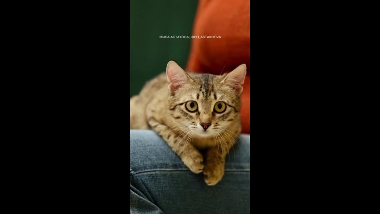 Видео. Мила Астахова