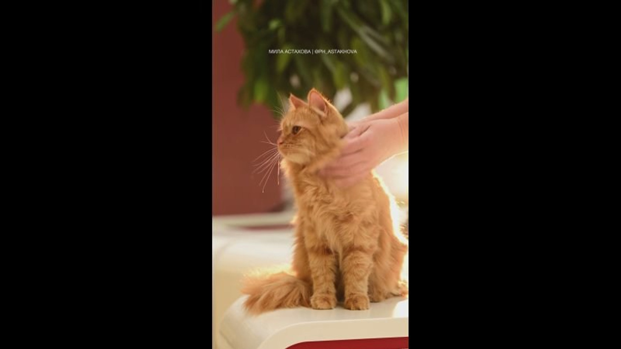 Видео. Мила Астахова