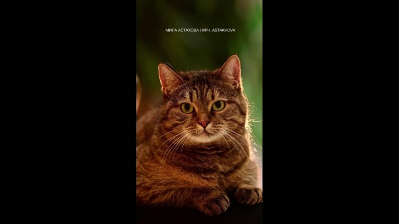 Видео. Мила Астахова