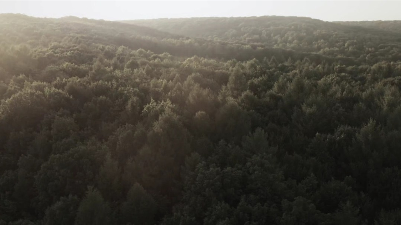 Волшебный лес. Свадебный фотограф в Дубне Алексей Фонарёв