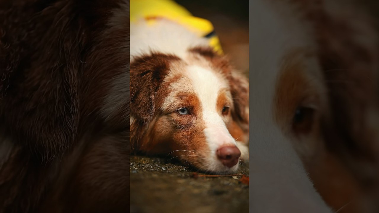 Video. Ирина Голомб|Фотограф-анималист в  Сочи и Калининграде