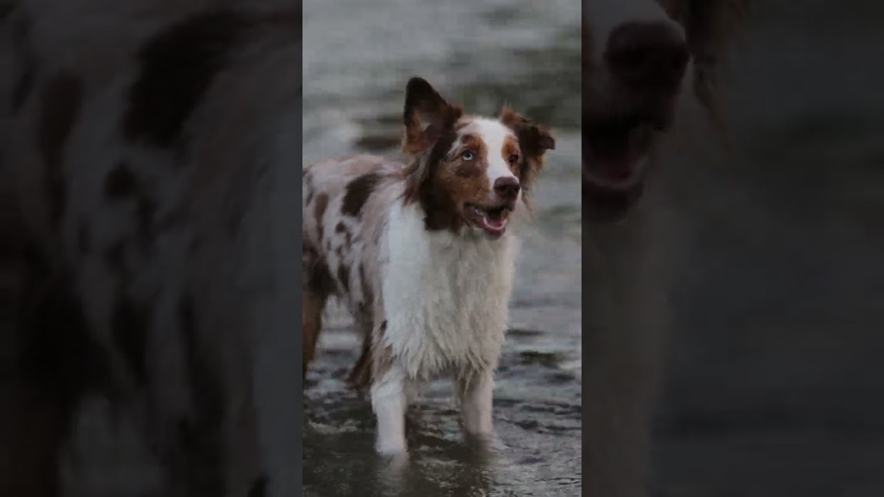 Video. Ирина Голомб|Фотограф-анималист в  Сочи и Калининграде