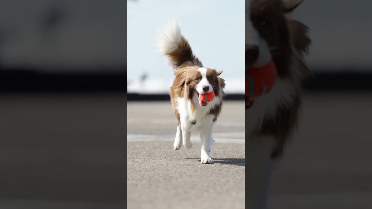 Video. Ирина Голомб|Фотограф-анималист в  Сочи и Калининграде