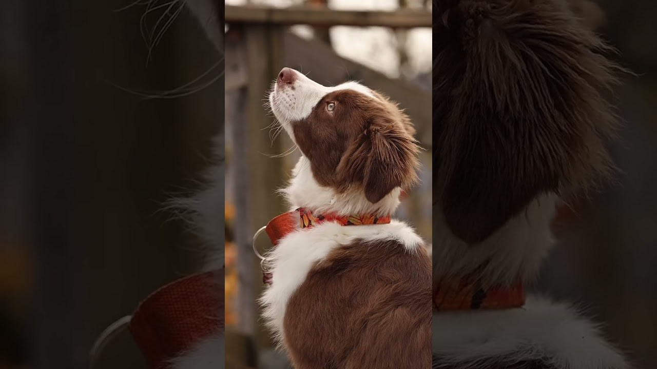 Video. Ирина Голомб|Фотограф-анималист в  Сочи и Калининграде