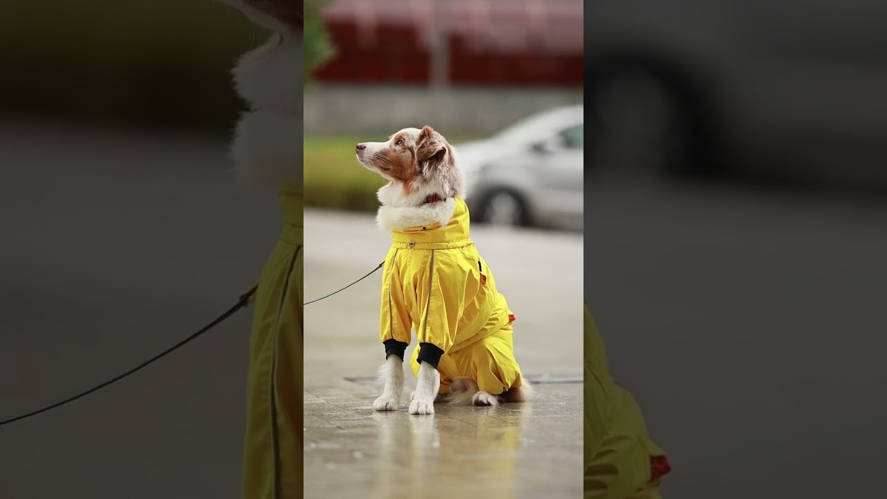 Video. Ирина Голомб|Фотограф-анималист в  Сочи и Калининграде