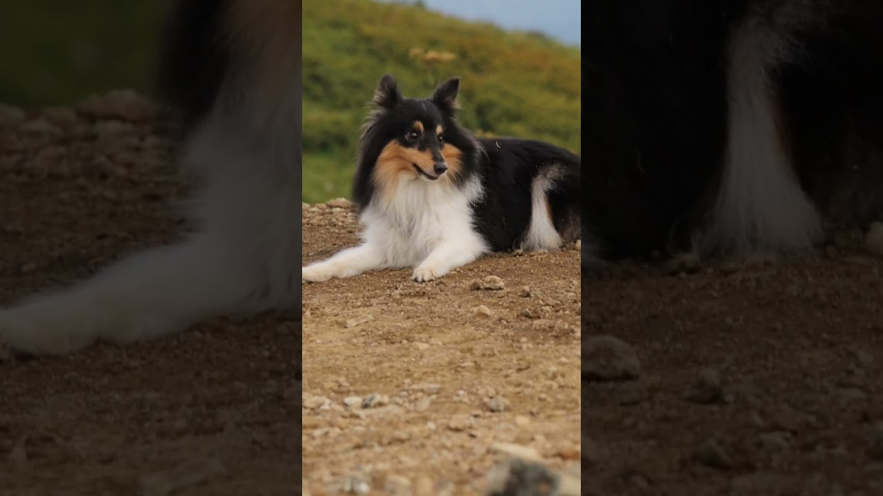 Video. Ирина Голомб|Фотограф-анималист в  Сочи и Калининграде